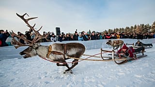 Tolldreistes Rentierrennen am Polarkreis