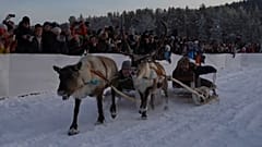 Приз за победу — оленьи рога