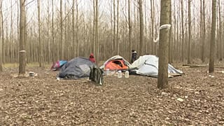 Il bosco dei migranti