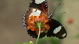 papillon