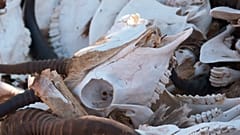 نفوق حيوانات بسبب الجفاف