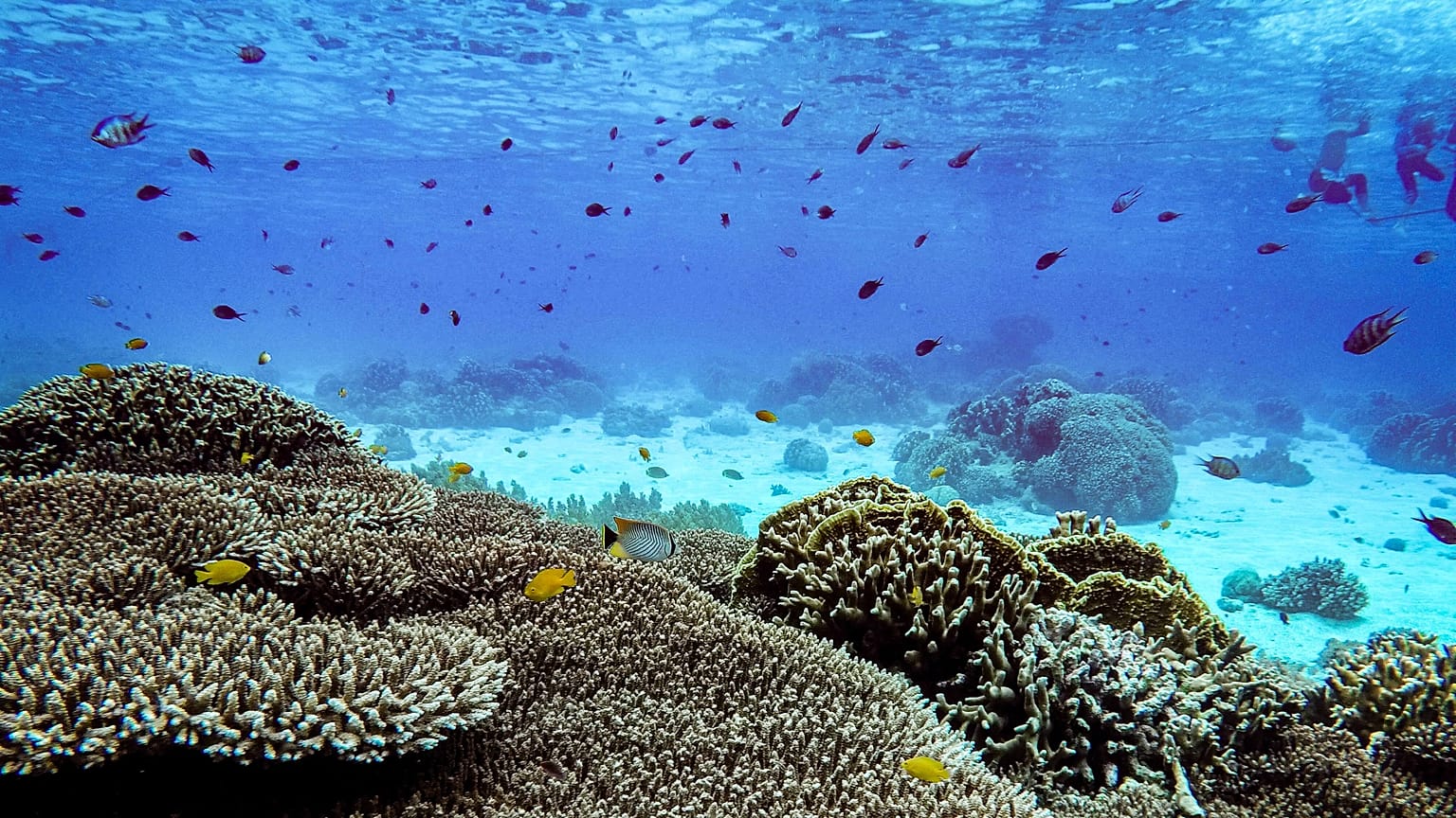 5 weird and wonderful ways to make your death eco-friendly