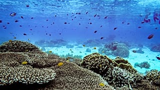 5 weird and wonderful ways to make your death eco-friendly
