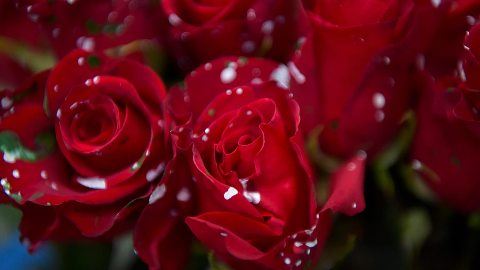 Saint-Valentin : fleurs sous surveillance en Colombie à cause du narcotrafic