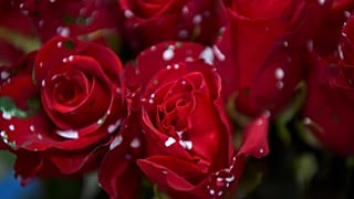 Saint-Valentin : fleurs sous surveillance en Colombie à cause du narcotrafic