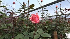 Colômbia tenta exportar flores sem droga