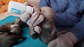 Осиротевший медвежонок Маша и ее приятели