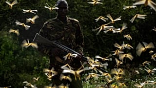 Ranger Gabriel Lesoipa is surrounded by desert locusts as he relays the coordinates of the swarm to a plane spraying pesticides, Nasuulu Conservancy, Kenya, Feb. 1, 2020,