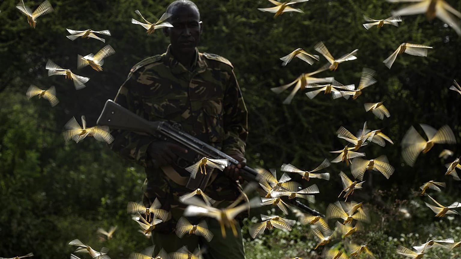 Çekirgeler, Kenya