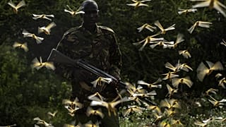 Çekirgeler, Kenya