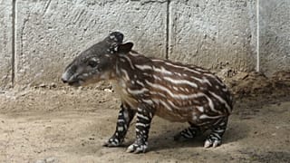 Valentina, la tapir que enamora