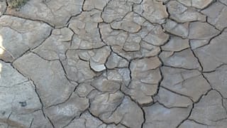 oasis
