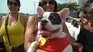 Um Carnaval de ladrar e chorar por mais no Rio de Janeiro