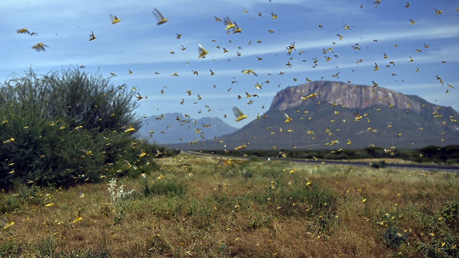 Las langostas salen de la vegetación del suelo cuando la gente se acerca a la aldea de Lerata, a 300 kilómetros al norte de la capital de Kenia, Nairobi