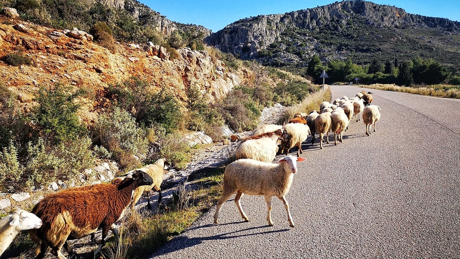 Απαλλαγή για την Ελλάδα από το πρόστιμο 302 εκατ. για τα βοσκοτόπια