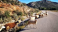 Απαλλαγή για την Ελλάδα από το πρόστιμο 302 εκατ. για τα βοσκοτόπια