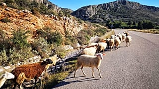 Απαλλαγή για την Ελλάδα από το πρόστιμο 302 εκατ. για τα βοσκοτόπια