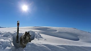 A Tignes, les entraînements sont intensifs pour les chiens d'avalanche