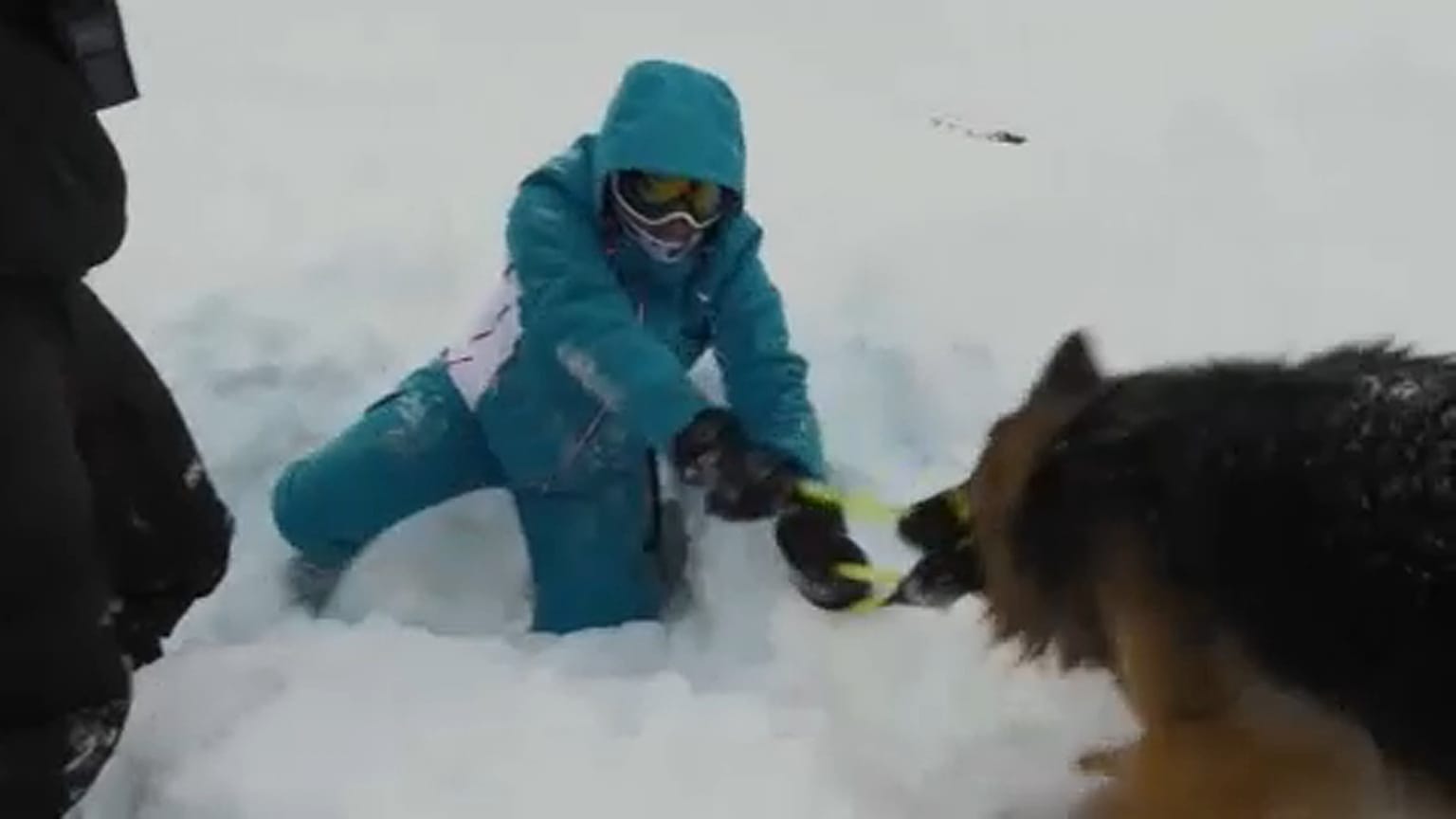Perros de rescate, un elemento fundamental durante la temporada de avalanchas