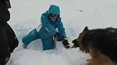 A patrulha de quatro patas dos Alpes