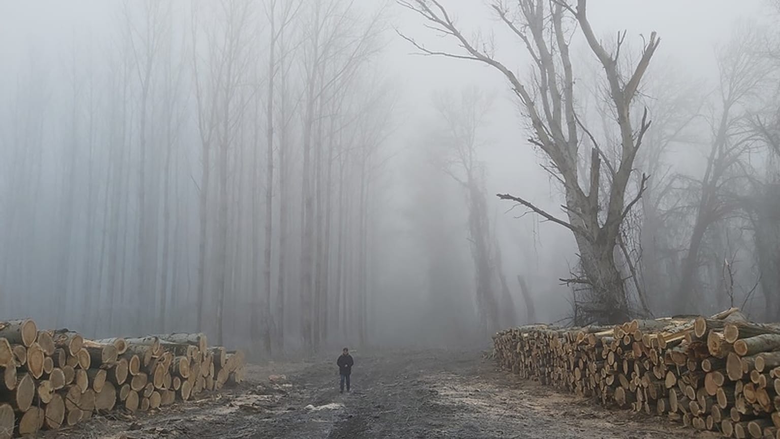 Hungary's National Water Directorate cut down parts of a floodplain forest near Tiszaug in January 2020.