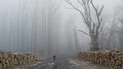 Hungary's National Water Directorate cut down parts of a floodplain forest near Tiszaug in January 2020.
