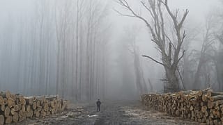 Hungary's National Water Directorate cut down parts of a floodplain forest near Tiszaug in January 2020.