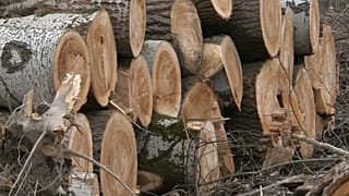 Σφοδρές αντιδράσεις για την καταστροφή δάσους του δικτύου Natura 2000