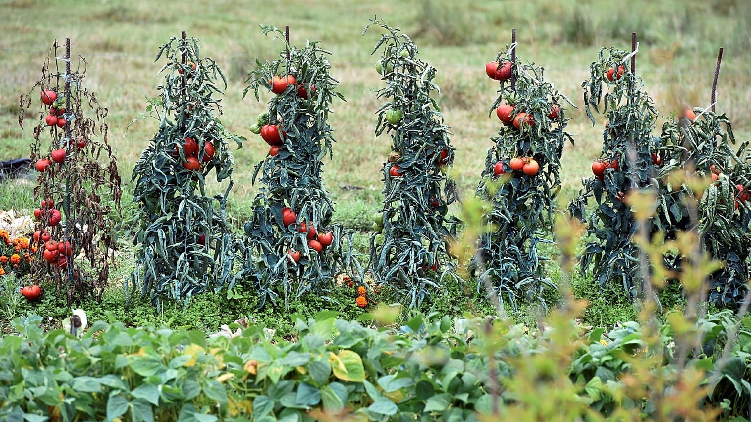 Archives : des tomates, le 31 août 2017 près de Lisle-sur-Tarn dans le sud-ouest de la France.