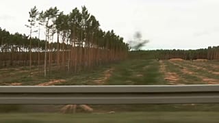Grüne gegen Grüne: Rodungsstopp für Tesla in Brandenburg