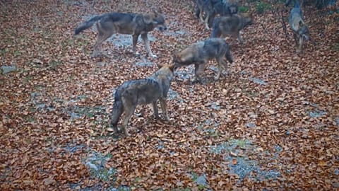 'An amazing experience': carnivore enthusiast Dina Botta explains her fascination with wolves