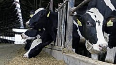Brexit : la fin des subventions européennes inquiète les agriculteurs britanniques