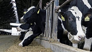 Brexit : la fin des subventions européennes inquiète les agriculteurs britanniques