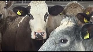 Agricultores britânicos receiam pelo futuro