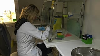 Coronavírus: da recolha de amostra até ao diagnóstico