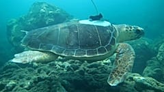  Les changements climatiques et les phénomènes cycloniques décryptés grâce à des tortues de mer  