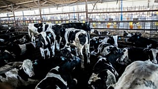 فلسطین و اسرائیل بر سر پایان نزاع تجاری به توافق رسیدند