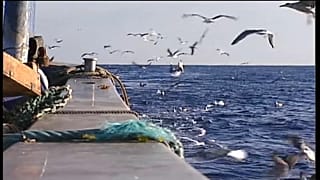 Trivelle e sequestri: ecco cosa potrebbe succedere senza un accordo tra Algeria e Italia