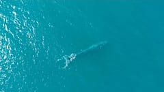 Espèces menacées : un espoir pour les baleines bleues ?