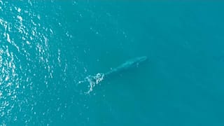 Espèces menacées : un espoir pour les baleines bleues ?