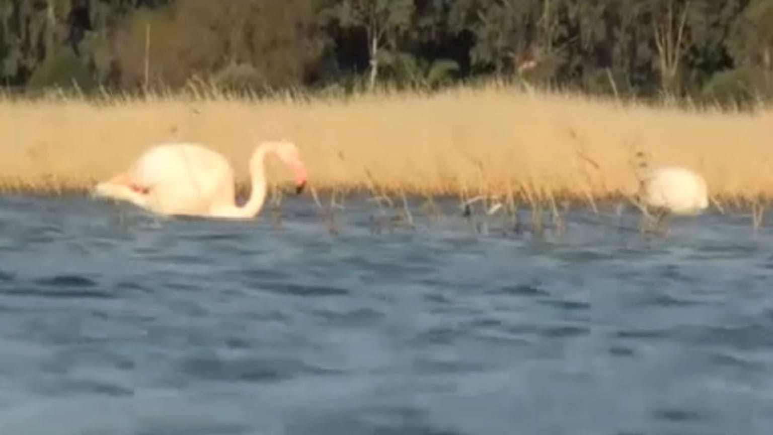 Όμορφες εικόνες με φλαμίνγκο στη Σάμο