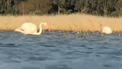 Όμορφες εικόνες με φλαμίνγκο στη Σάμο