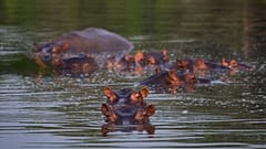 Flusspferde in Kolumbien