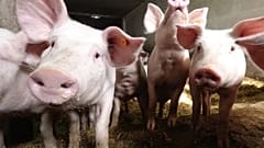 La peste porcine africaine, l'autre fléau sanitaire qui menace l'Europe agricole