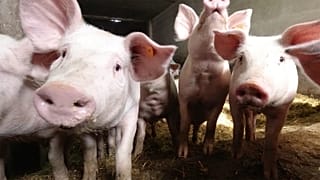 Los ganaderos europeos temen la peste porcina que ya se ha extendido por Polonia