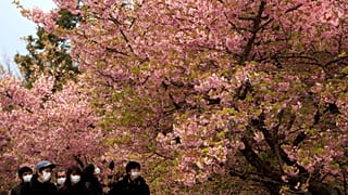 Des japonais portent des masques sous des cerisiers en fleurs à Matsuda au Japon le 29 février 2020