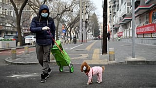 تسجيل أول إصابة لكلب بفيروس كورونا الجديد