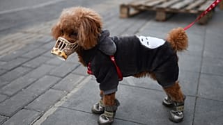 Covid-19'dan korunmak için maske takan köpek - ARŞİV