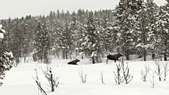 Schweden: Hungrige Elche versinken im Schnee