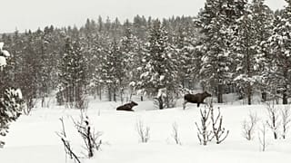 Schweden: Hungrige Elche versinken im Schnee
